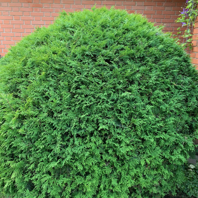 Thuja globosa