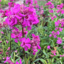 Lychnis viscaria 'Splendens'