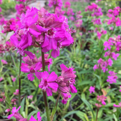 Lychnis viscaria 'Splendens'