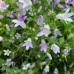 Campanula portenschlagiana rosea