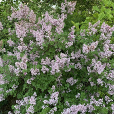 SYRINGA MAJERI „PALIBIN“