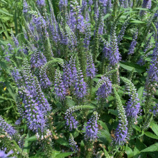 VERONICA NEMOROSA