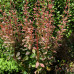 Berberis "Rosy Rocket"