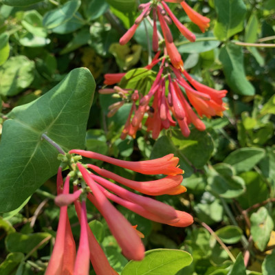 Lonicera "Dropmore Scarlet"