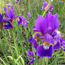 Iris sibirica 1