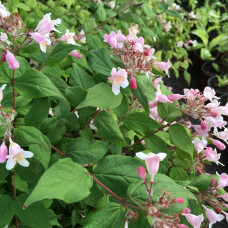 DEUTZIA (ROZI CVET)