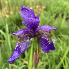 Iris sibirica 2