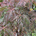 Acer palmatum "Fire Cracker"