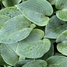 Hosta "Blue Erl"