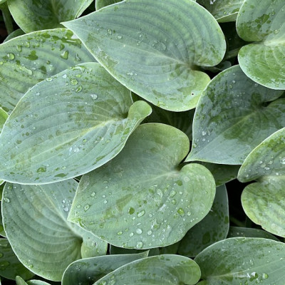 Hosta "Blue Erl"