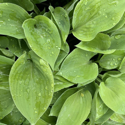 Hosta "Dervin"