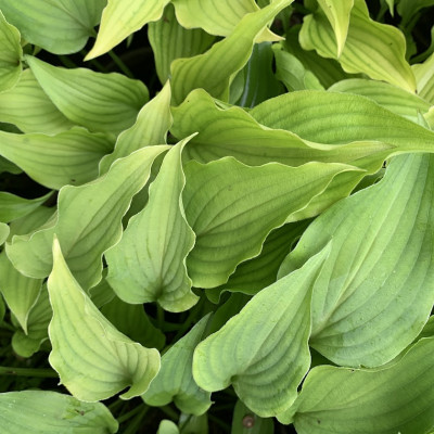 Hosta "Katy"