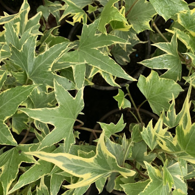 Hedera gold