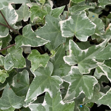 Hedera "Alba"