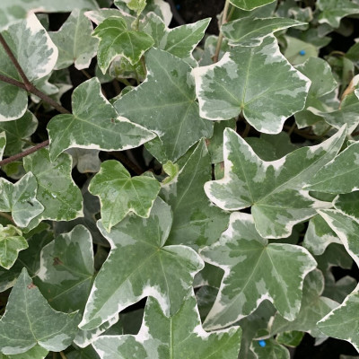 Hedera "Alba"