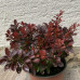 BERBERIS THUNBERGII „ATROPURPUREA NANA“