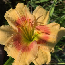 Hemerocallis 1