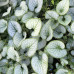 BRUNNERA MACROPHYLLA „JACK FROST“