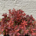 Berberis  th "Admiration"