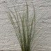 STIPA TENUISSIMA
