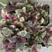 AJUGA REPTANS „BURGUNDY GLOW“
