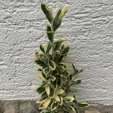 Euonymus japonicus