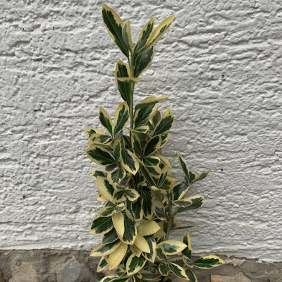 Euonymus japonicus