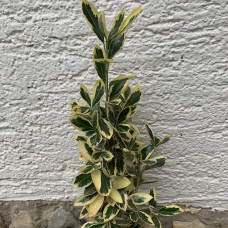 Euonymus "Kathy"