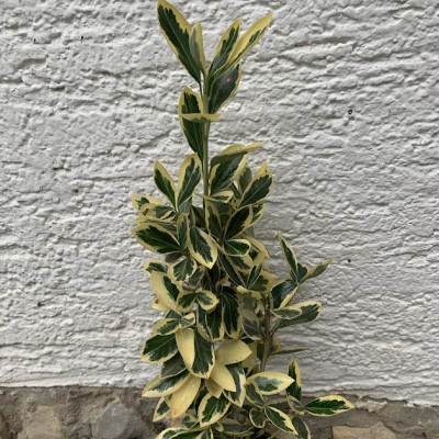 Euonymus "Kathy"
