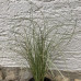 CAREX A. „FROSTED“