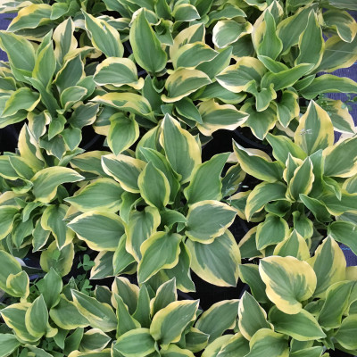 Hosta "Wolverine"