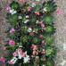 Lewisia cotyledon