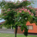 ALBIZIA JULIBRISSIN  