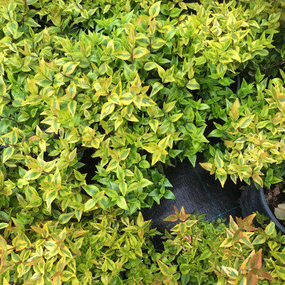 Abelia grandiflora variegata