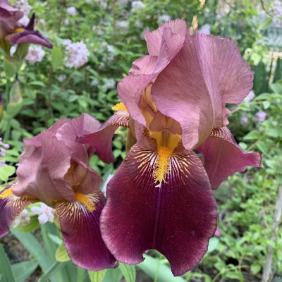 Iris "Kaya"