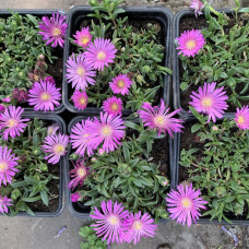 Delosperma svetlo roza