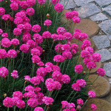 Armeria lilak