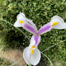 Iris "Allin"