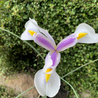 Iris "Allin"