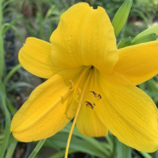 Hemerocallis gelb