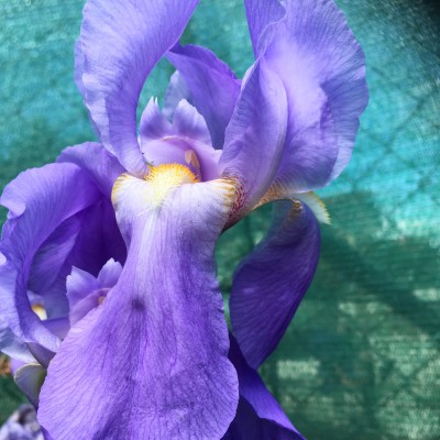 Iris bressic