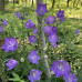 Campanula persicicaria blue
