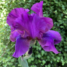 Iris  "Komans"