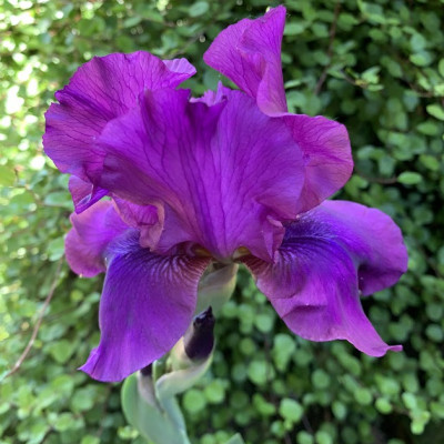 Iris  "Komans"
