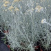 Helichrysum italicum - Smilje