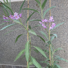 Solanum glaucophyllum