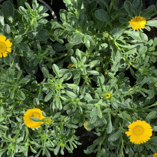 Pallenis  maritima