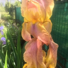 Iris boje breskve