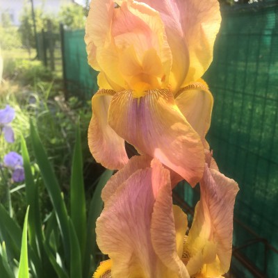 Iris boje breskve
