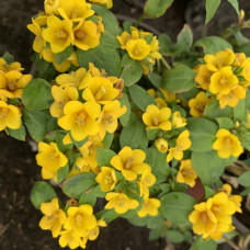 Lysimachia congestiflora "Golden Globe"